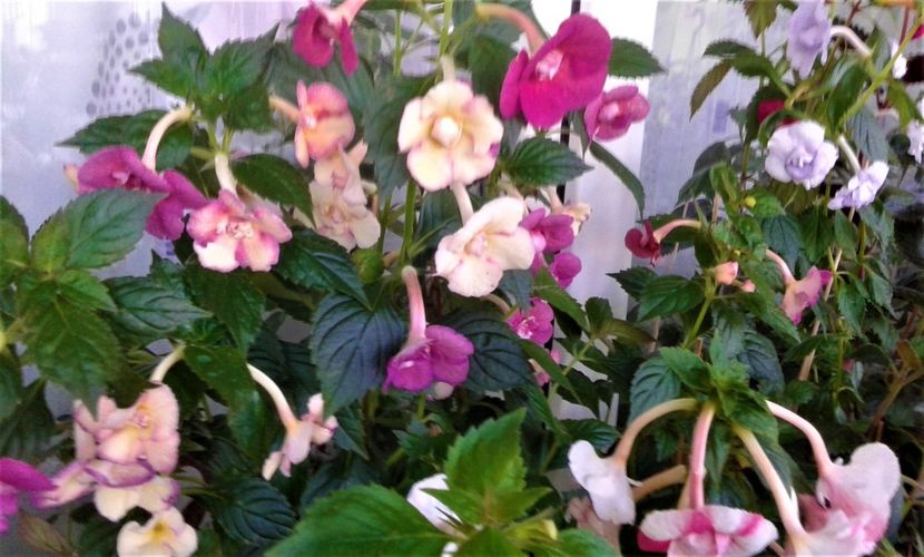  - 000012 ACHIMENES