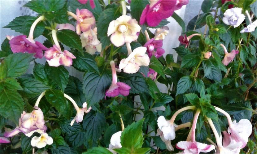  - 000012 ACHIMENES