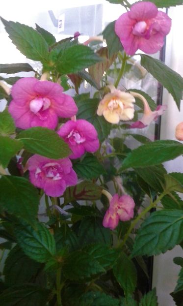  - 000014 ACHIMENES