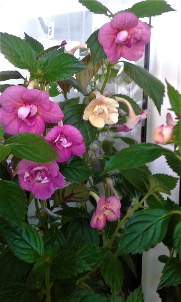  - 000014 ACHIMENES