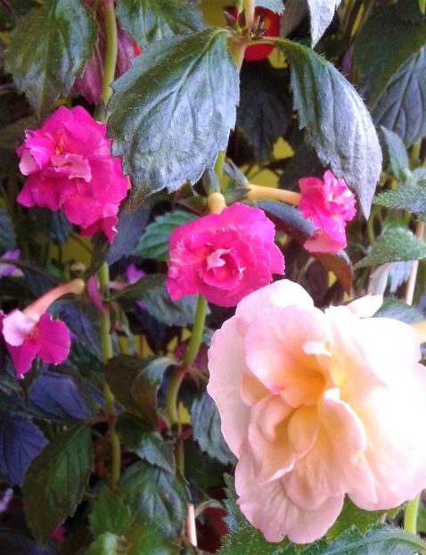  - 000014 ACHIMENES