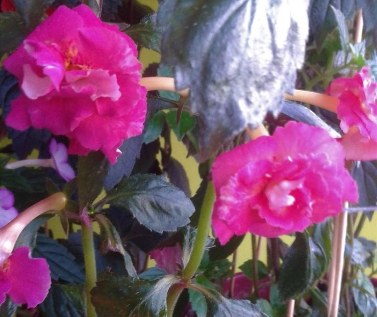  - 000014 ACHIMENES