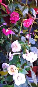  - 000014 ACHIMENES