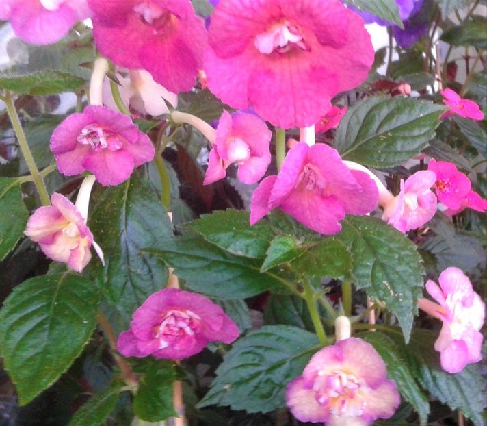  - 000014 ACHIMENES