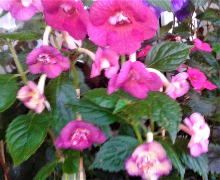  - 000014 ACHIMENES