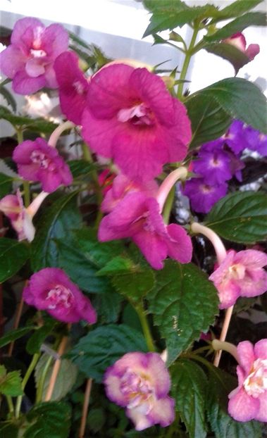  - 000014 ACHIMENES