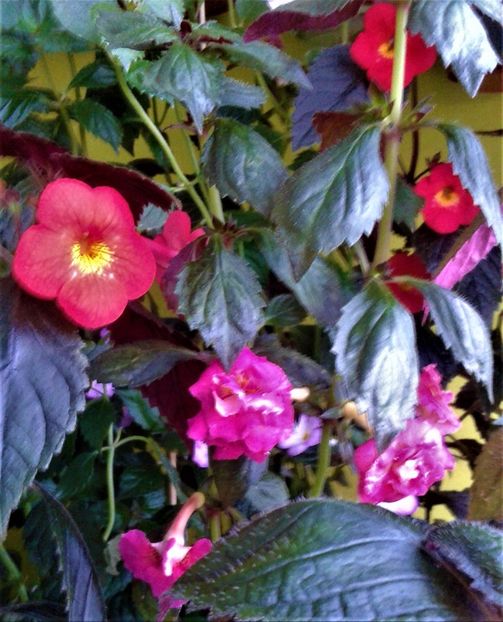  - 000014 ACHIMENES