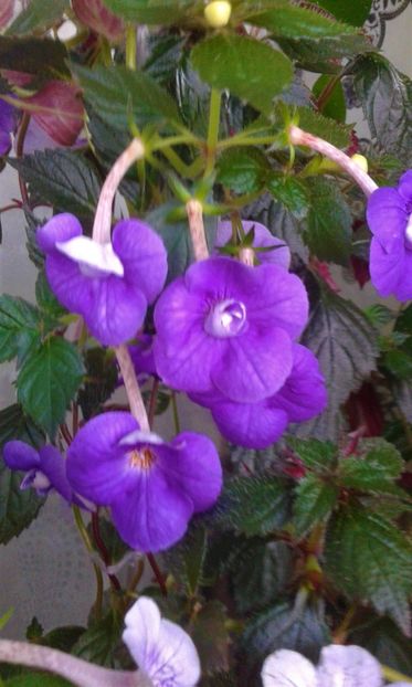  - 000014 ACHIMENES