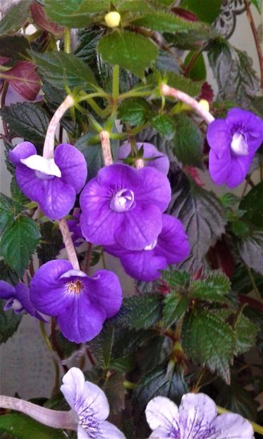  - 000014 ACHIMENES
