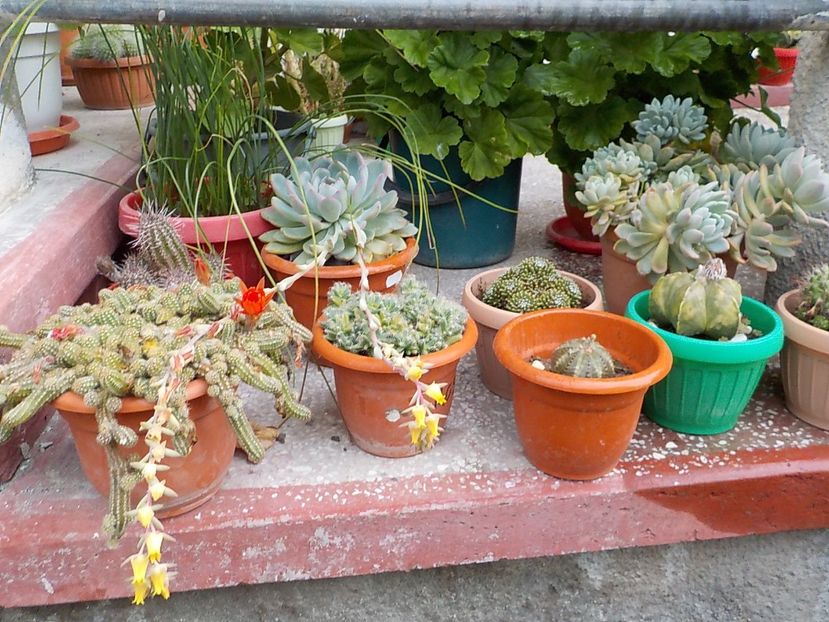 - CACTUSI si SUCULENTE
