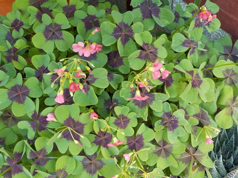  - oxalis iron cross