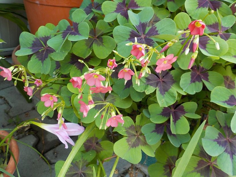 - oxalis iron cross