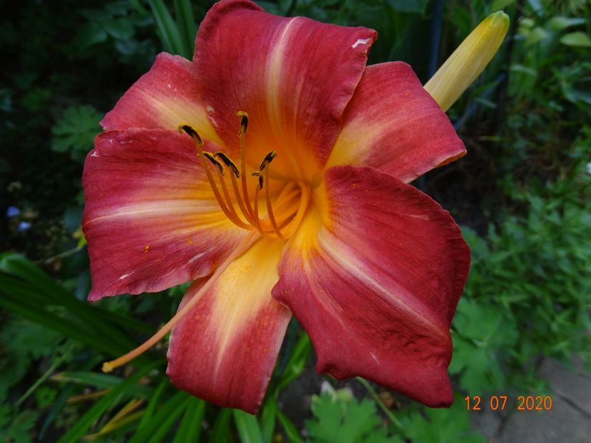  - Hemerocallis 2020