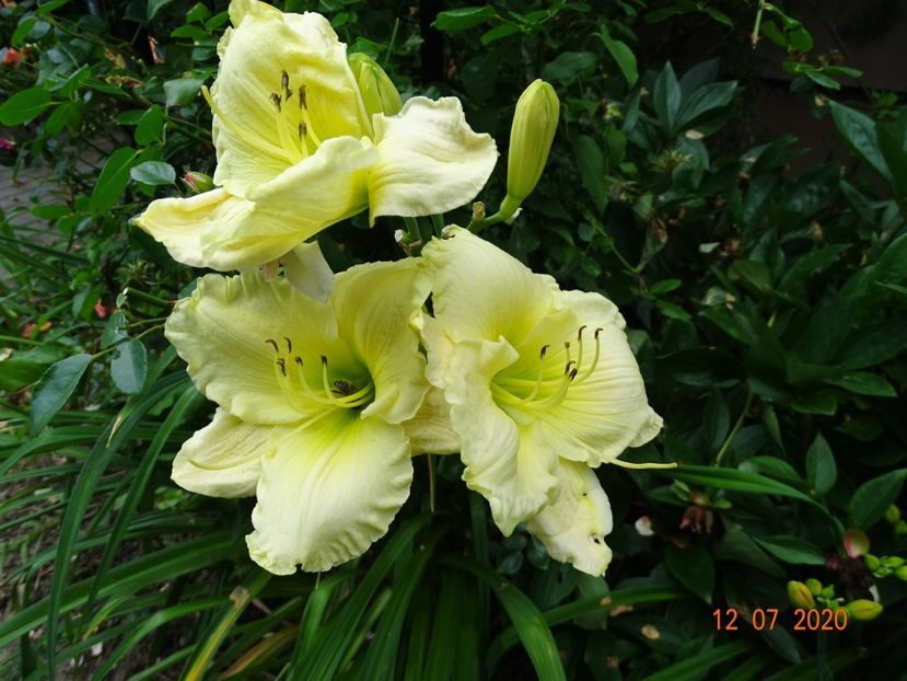  - Hemerocallis 2020