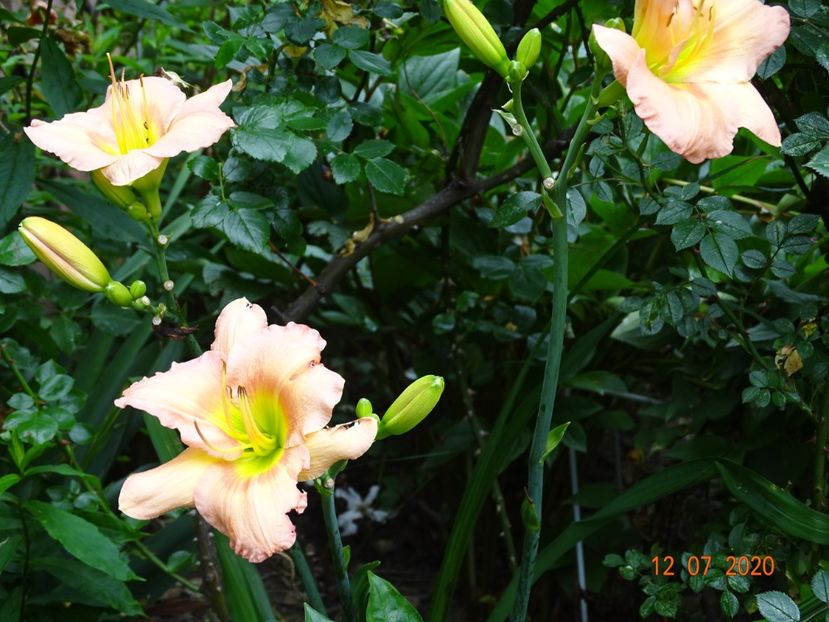  - Hemerocallis 2020