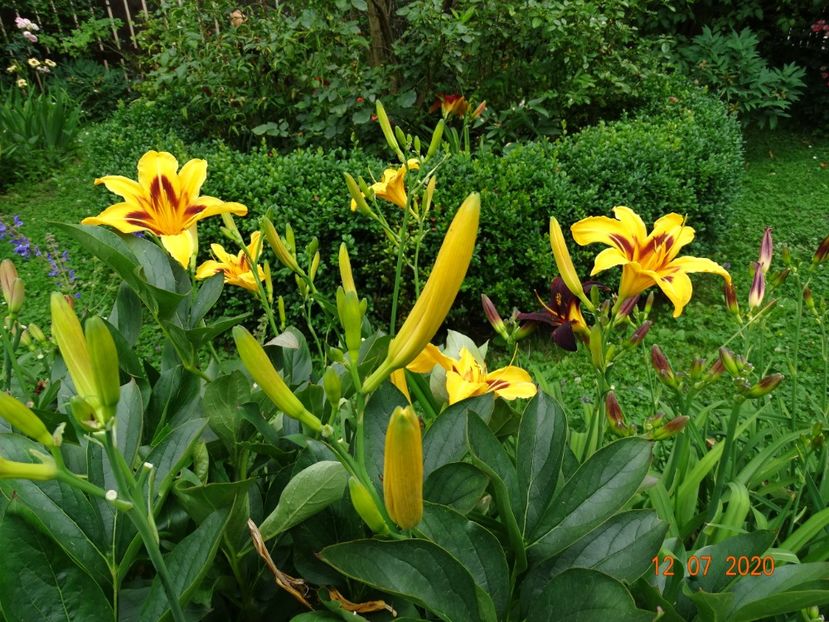  - Hemerocallis 2020