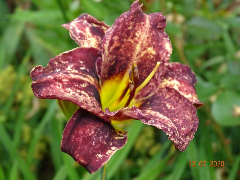 - Hemerocallis 2020