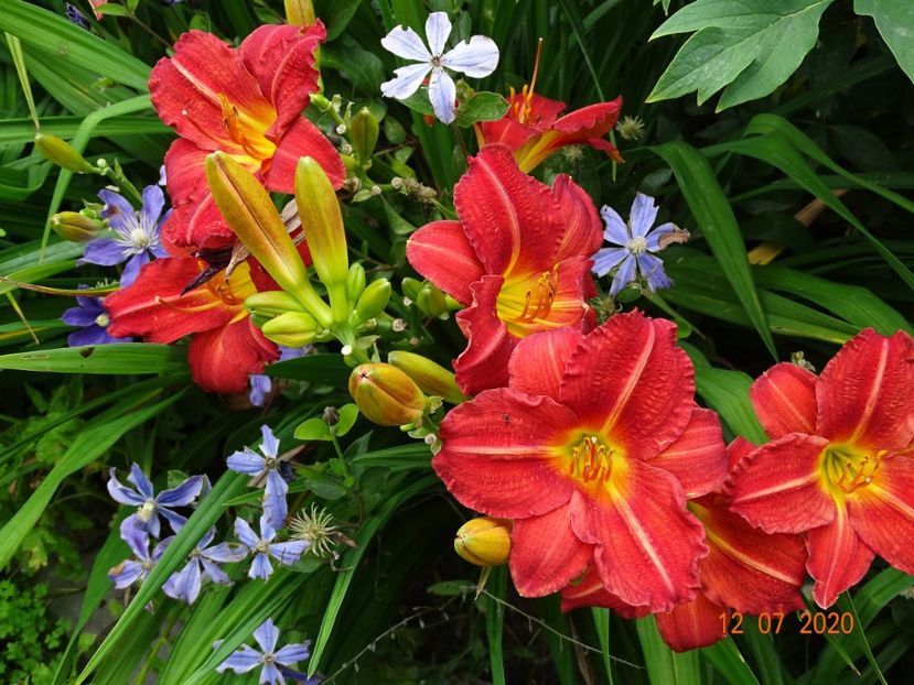  - Hemerocallis 2020