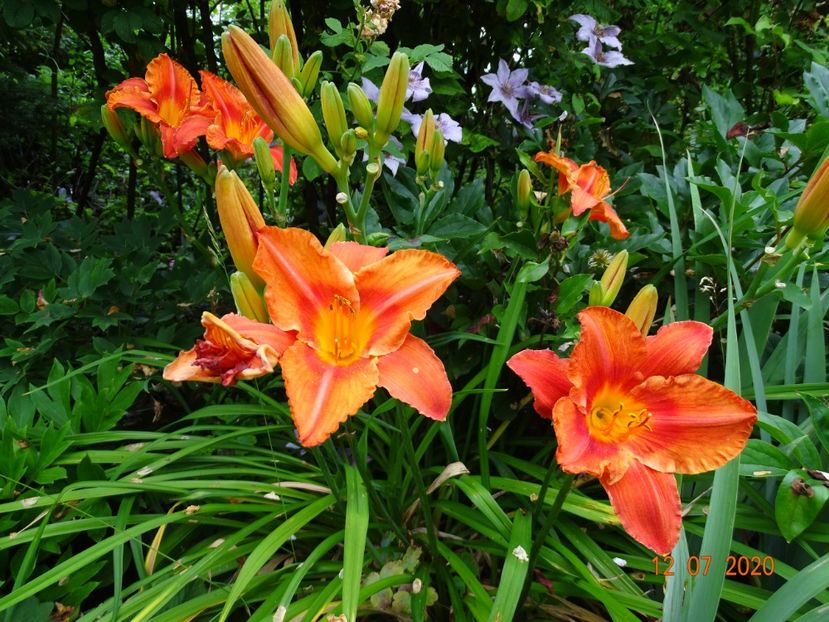  - Hemerocallis 2020