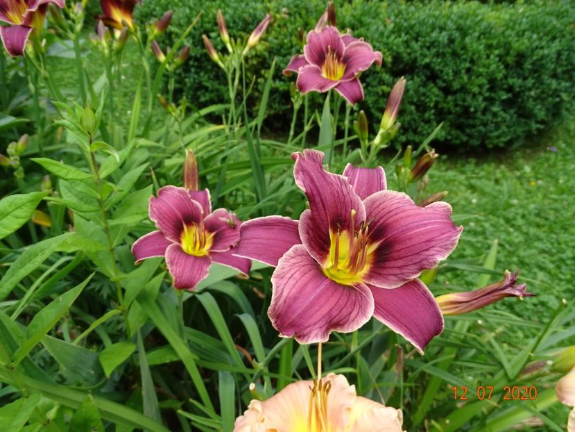  - Hemerocallis 2020