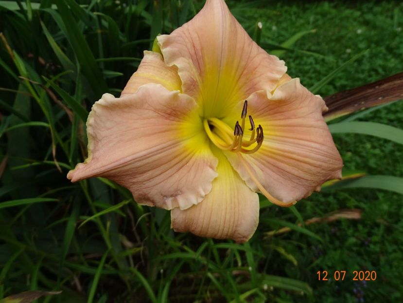 - Hemerocallis 2020