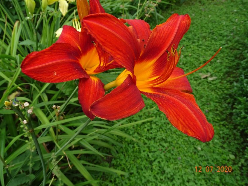  - Hemerocallis 2020
