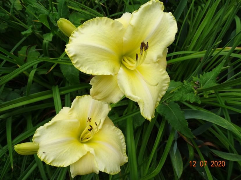  - Hemerocallis 2020