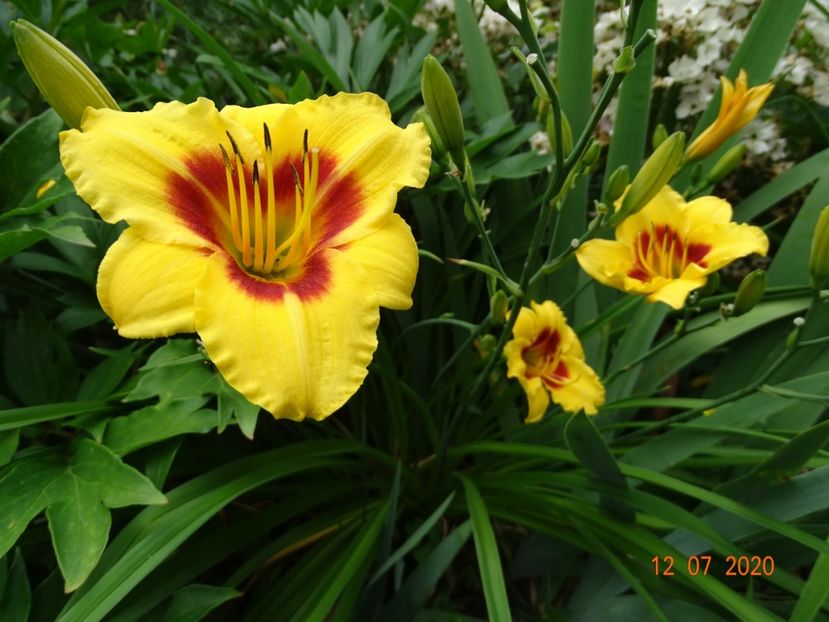  - Hemerocallis 2020