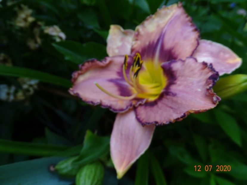  - Hemerocallis 2020