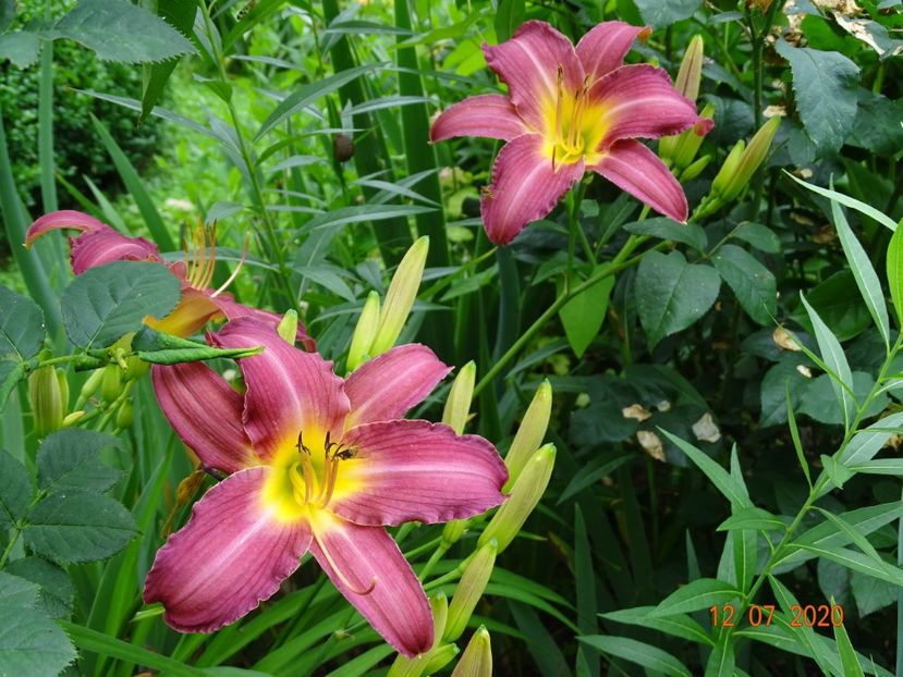  - Hemerocallis 2020