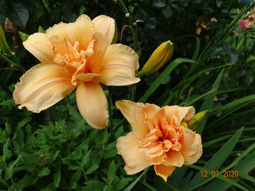  - Hemerocallis 2020