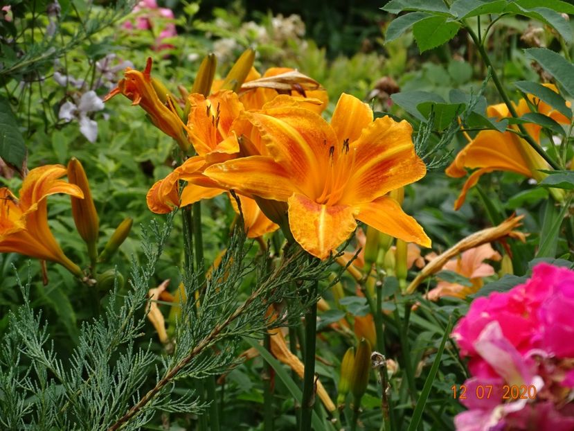  - Hemerocallis 2020
