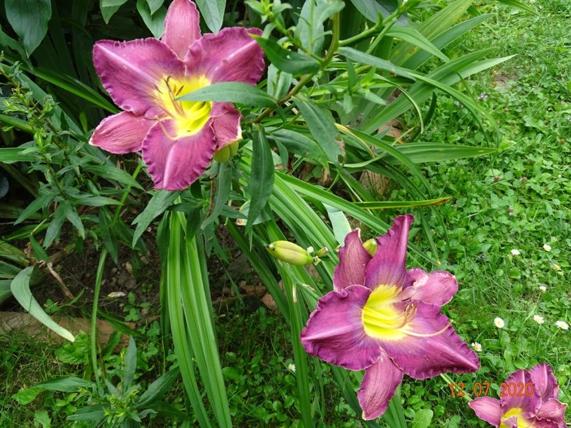  - Hemerocallis 2020