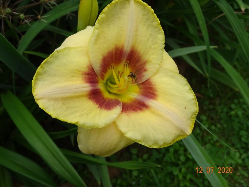  - Hemerocallis 2020