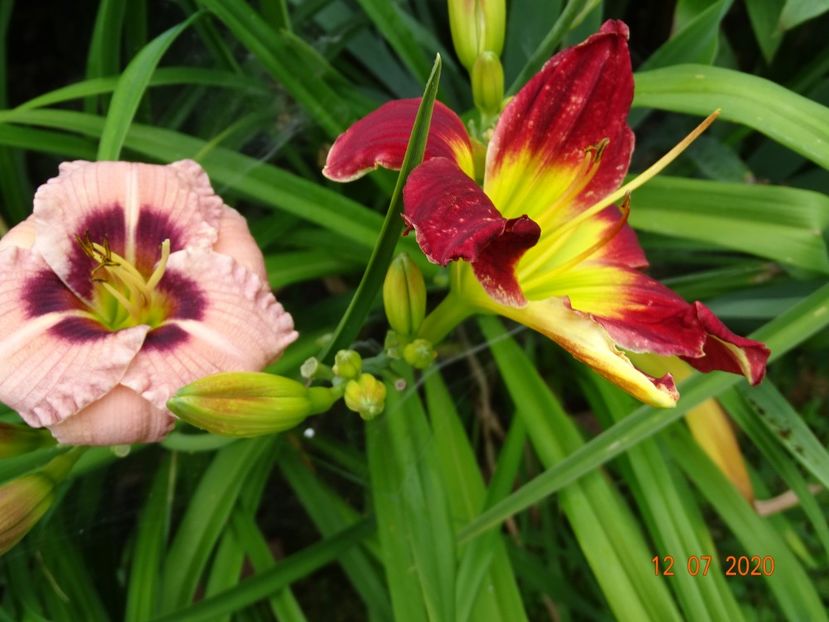  - Hemerocallis 2020