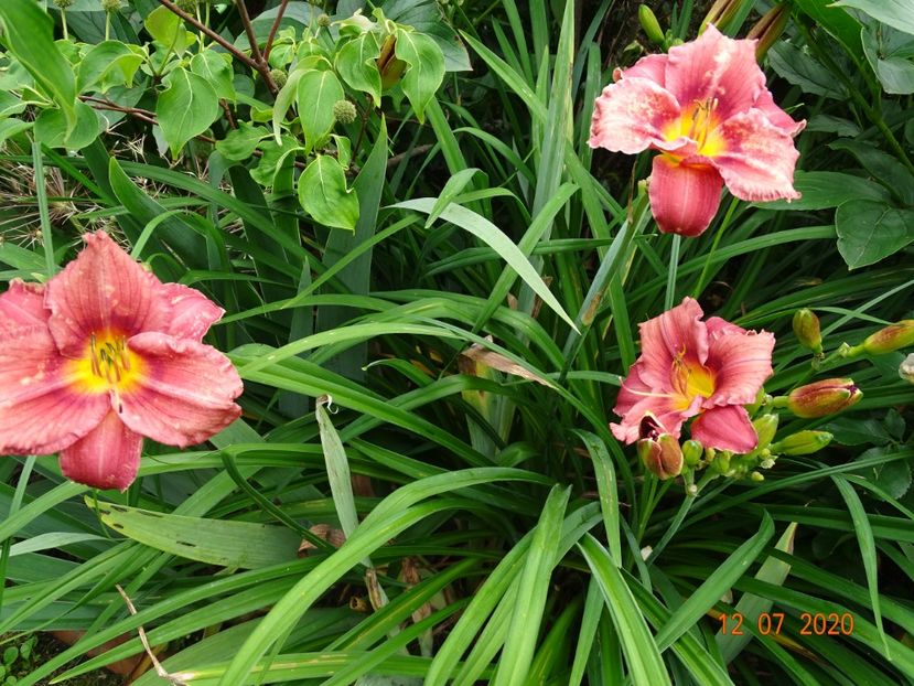  - Hemerocallis 2020