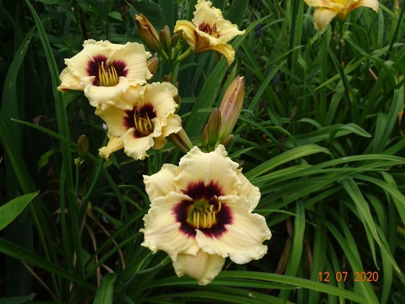  - Hemerocallis 2020
