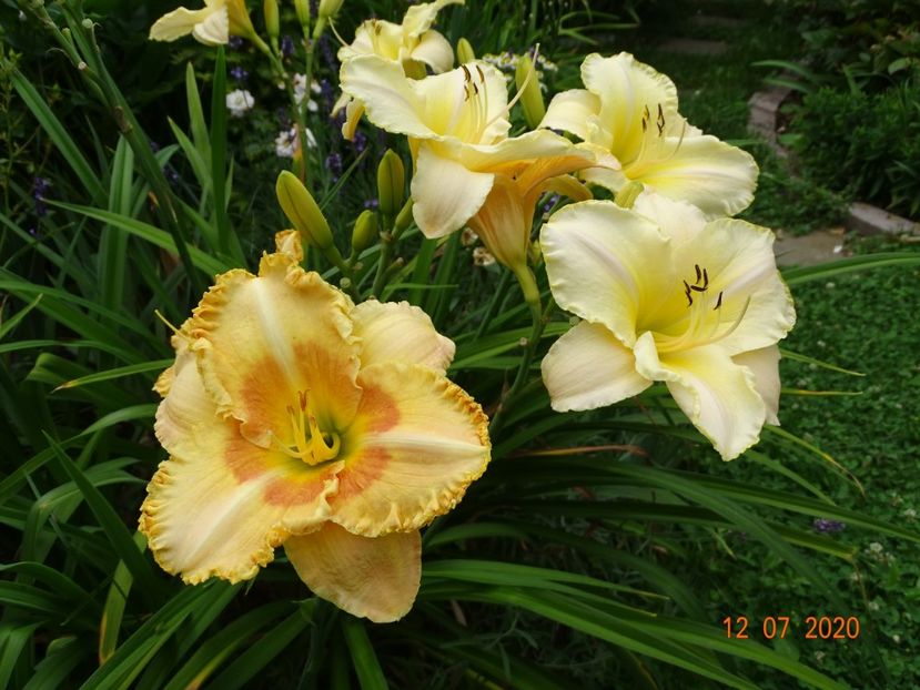  - Hemerocallis 2020