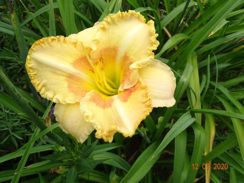  - Hemerocallis 2020