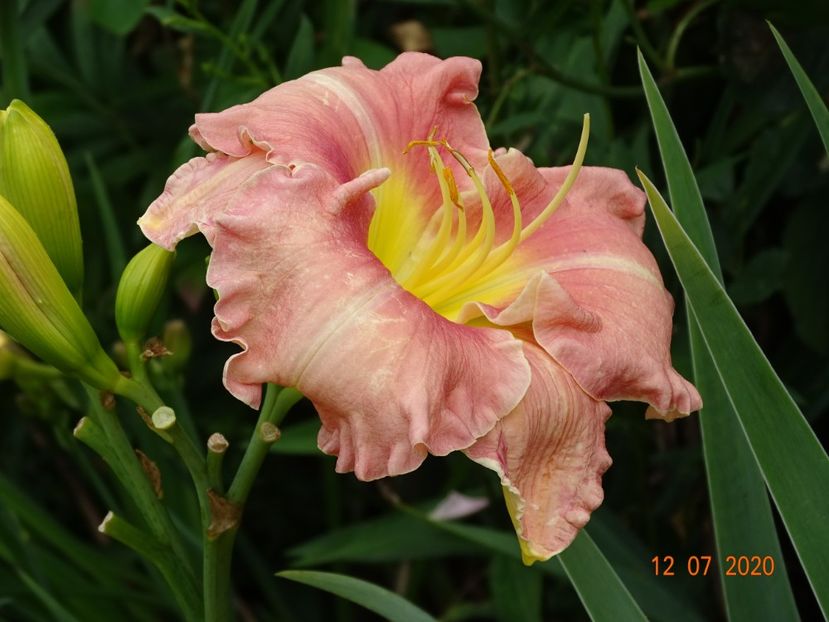  - Hemerocallis 2020
