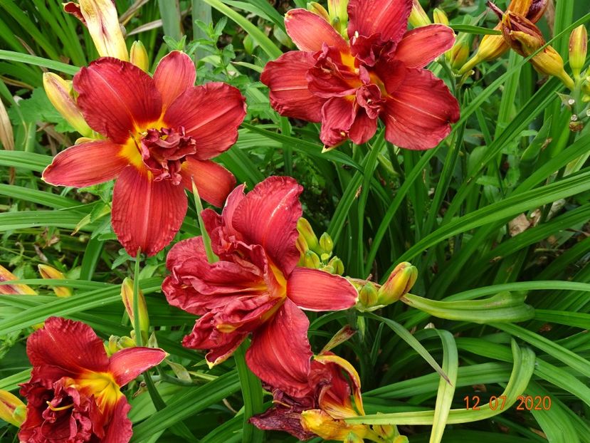  - Hemerocallis 2020