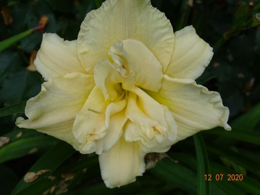  - Hemerocallis 2020