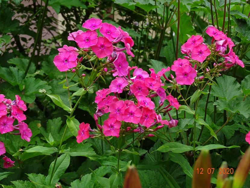  - Phlox 2020