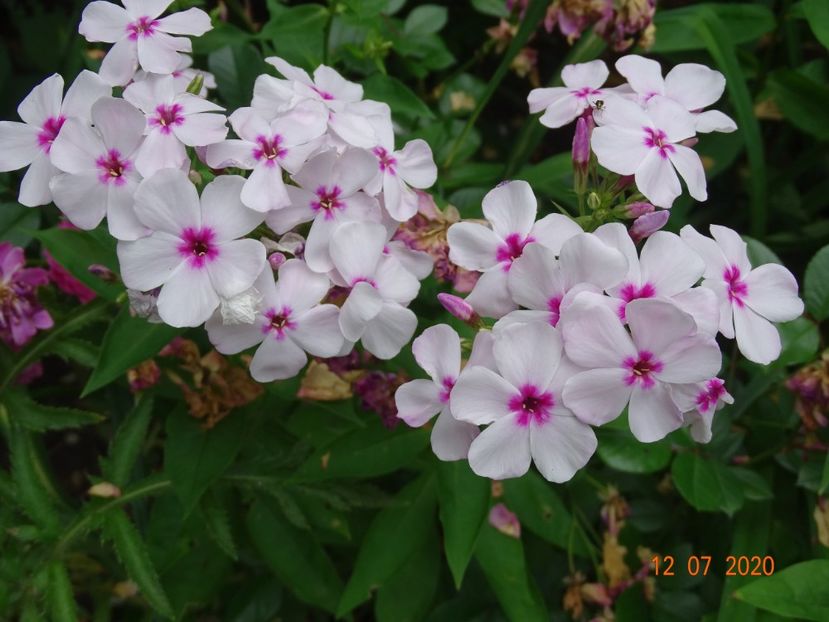  - Phlox 2020