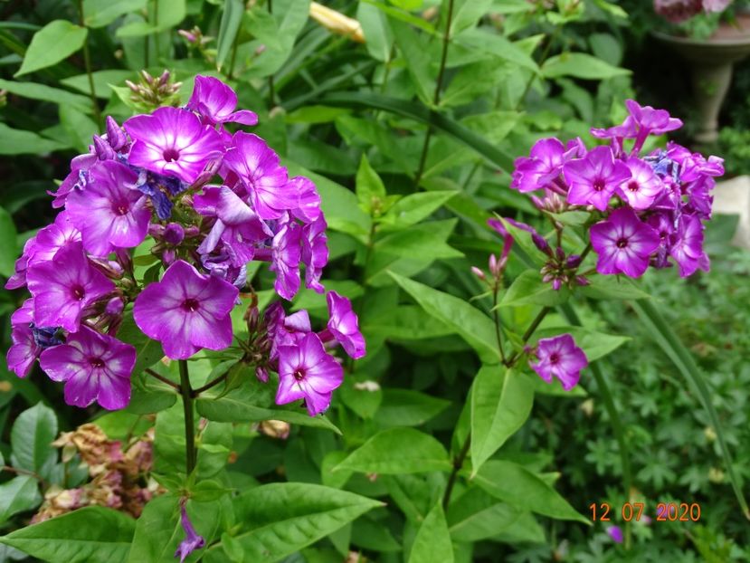  - Phlox 2020