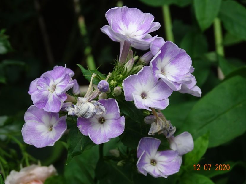  - Phlox 2020