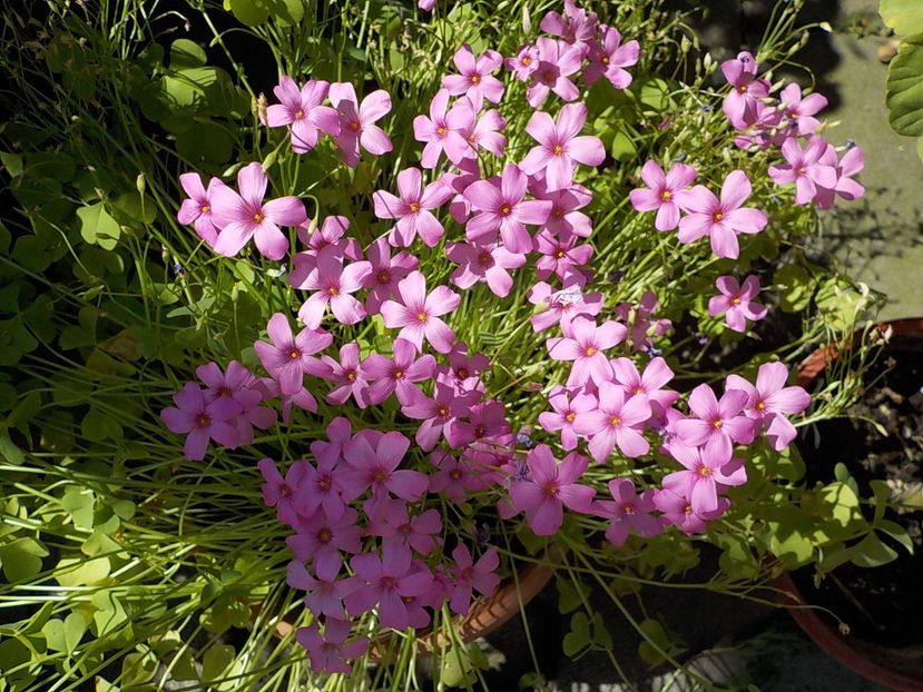  - oxalis rubra