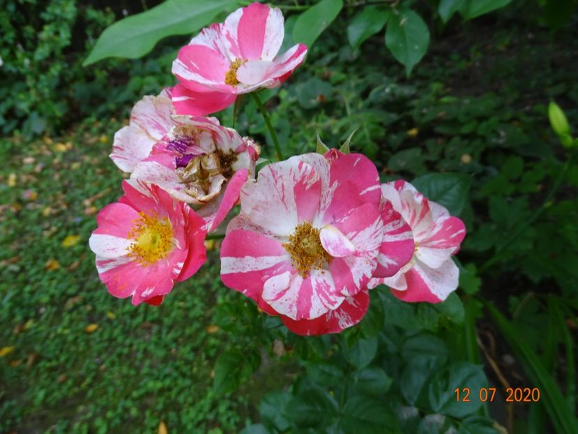  - Trandafiri 2020