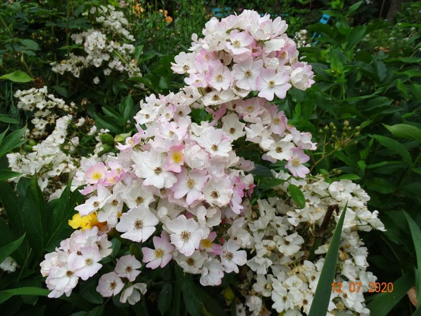  - Trandafiri 2020