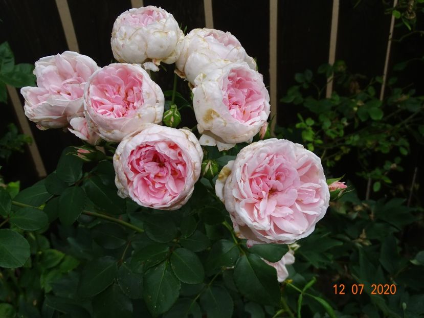  - Trandafiri 2020